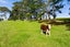 56 Scottys Camp Road, Parore - Carousel 20
