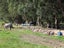 500 Mill Road North, Roslyn Bush, Invercargill - Carousel 29