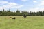 443 Ashley Road, Cust, Rangiora - Carousel 20