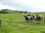0 Wharekawa Road, Oue, Kaikohe - Carousel 16