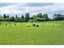 406 Gleniti Road, Hadlow - Carousel 35