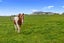 9 Betty May Drive, Pyes Pa, Tauranga - Carousel 30