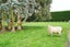 420 Mcivor Road, Myross Bush - Carousel 38
