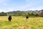 185 Taringamotu Road, Taringamotu, Taumarunui - Carousel 26