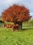 105 Willis Road, Ngahinapouri, Hamilton - Carousel 30