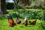 0 Pleasant Point - Cave Hwy, Cave - Carousel 16