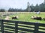 1076 Tennent Drive, Linton, Palmerston North - Carousel 10