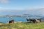 2 Heyward Point Road, Mihiwaka, Port Chalmers - Carousel 2