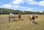 90 Neave Road, Christchurch - Carousel 41