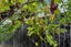 64 Mili Way South, Ranui, Auckland - Carousel 27