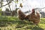 269 Tomarata Valley Road, Wellsford, Wellsford - Carousel 24