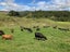 755 Limeworks Loop Road, Karamu, Hamilton - Carousel 10