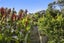 45 Albert Crescent, Ostend, Waiheke Island - Carousel 50