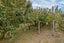 461 Robinsons Road, Prebbleton, Christchurch - Carousel 27