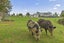 472 Wilton Collieries Road, Ngaruawahia - Carousel 24