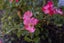7 Manhattan Court, Paraparaumu Beach, Paraparaumu - Carousel 27