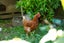 22 Slim Street, Bader, Hamilton - Carousel 20