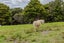 47 Witheford Road, Wharehine, Wellsford - Carousel 13