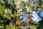 92 Sylvia Road, Hillcrest, Auckland - Carousel 18