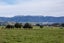0 Opaki Kaiparoro Road, Kopuaranga, Masterton - Carousel 16