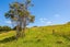 47 Witheford Road, Wharehine, Wellsford - Carousel 21