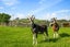 2712 South Head Road, Helensville - Carousel 13