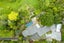 121 Pratts Road, Ramarama, Drury - Carousel 18