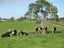 100 Lewis Street, Glenview, Hamilton - Carousel 3