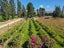 359 Glassford Road, Drybread, Omakau - Carousel 23