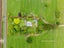 945 No 7 Road, Waitoa - Carousel 32
