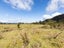 0 Taylorville, Taylorville, Greymouth - Carousel 10