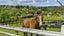35 Mill Flat Road, Albany - Carousel 1