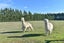 95 Pesters RD, Eyrewell, West Eyreton - Carousel 15