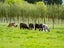 573 State Highway 1, Blenheim - Carousel 49