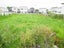 99 Taniwha Street, Wai o Taiki Bay, Auckland - Carousel 1