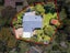 35 Kokiri Street, Ngongotaha, Rotorua - Carousel 36