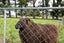 657 Domett Road, Domett, Cheviot - Carousel 36