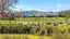 6736 Wilson Road, Netherton, Paeroa - Carousel 4