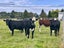 35 Pioneer Highway, Mataura, Gore - Carousel 5