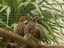 775A Pyes Pa Road, Pyes Pa, Tauranga - Carousel 22