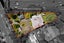 40 Mountain Road, Epsom, Auckland - Carousel 25