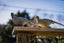 66 King George Avenue, Epsom, Auckland - Carousel 29