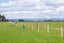156 Haringa Road, Carrington - Carousel 2