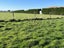 74 Dowling Road, LONGBUSH, INVERCARGILL - Carousel 7