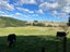 923 Oporae Road, Dannevirke - Carousel 19