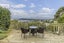 35 Karepa Street, Brooklyn, Wellington - Carousel 13