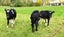 1038 State Highway 4, Parikino, Whanganui - Carousel 5