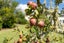 15 CHURCH ST, Kawakawa, kawakawa - Carousel 21