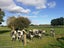 4815 State Highway 12, Kaikohe, Kaikohe - Carousel 38