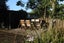 105 Settlers Way, Okaihau, Ōkaihau - Carousel 9
